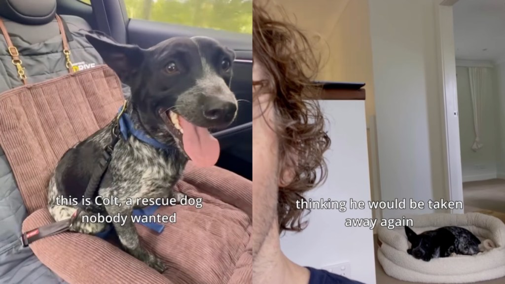 Rescue Dog ‘Scared’ of Losing His Home Again Learns To Trust Dad