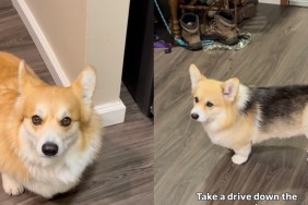 Corgis See Right Through Owner’s Lies About Getting Ice Cream