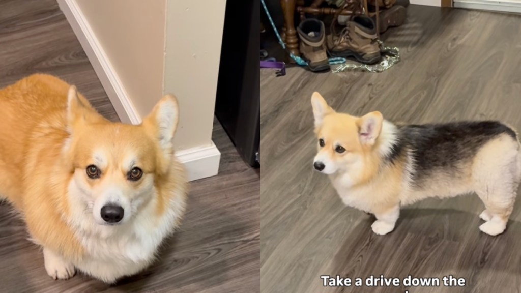 Corgis See Right Through Owner’s Lies About Getting Ice Cream