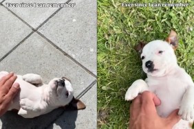 Dog Has One Favorite Lying Position Since Puppy Days