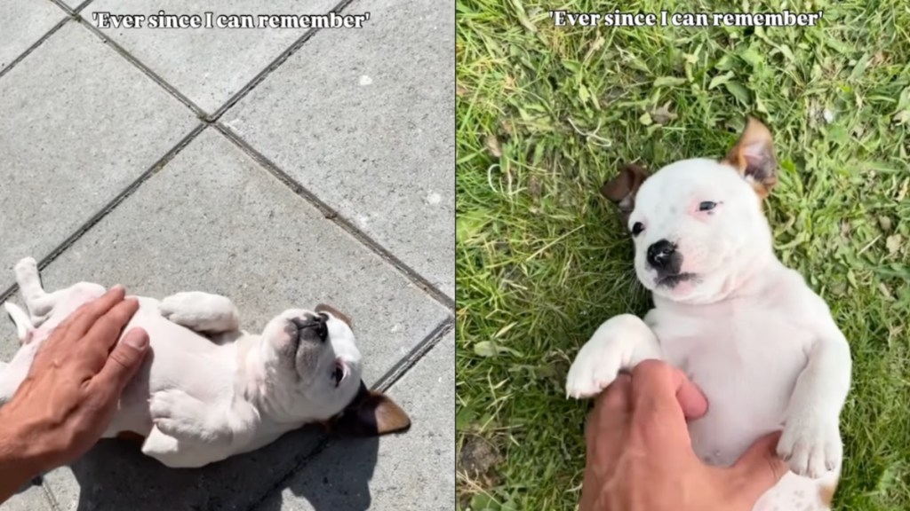 Dog Has One Favorite Lying Position Since Puppy Days