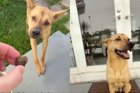 Rescue Dog Puts Head in Bucket but Listens to Dad When He Asks Him To Stop