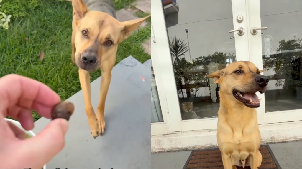 Rescue Dog Puts Head in Bucket but Listens to Dad When He Asks Him To Stop