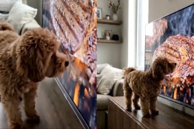 Tiny Dog Wants To Taste the Steak on Television Screen
