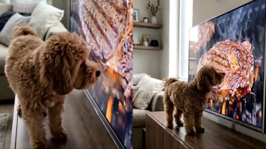 Tiny Dog Wants To Taste the Steak on Television Screen