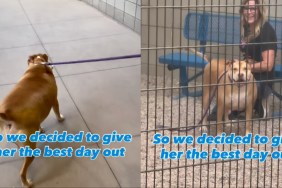 Shelter Dog up for Adoption Has Everybody Falling in Love on Day Out