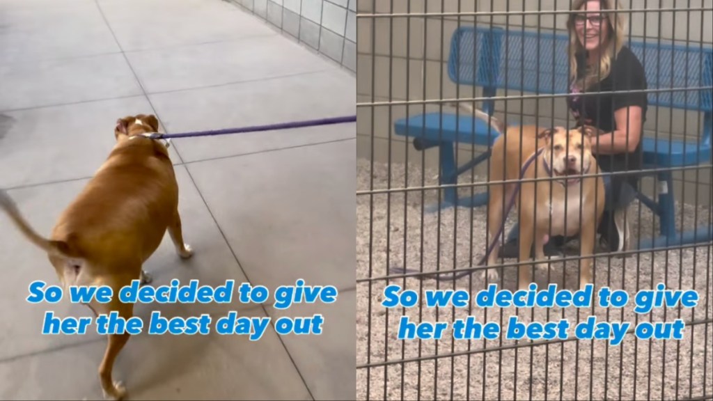 Shelter Dog up for Adoption Has Everybody Falling in Love on Day Out