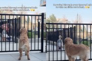 Golden Retriever Waits for a Greeting, Little Girl Finally Comes Through