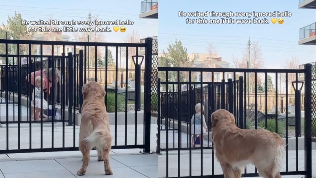 Golden Retriever Waits for a Greeting, Little Girl Finally Comes Through