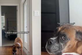 Dog Is Unhappy With Mom’s Rules & Isn’t Afraid To Show That She’s Mad