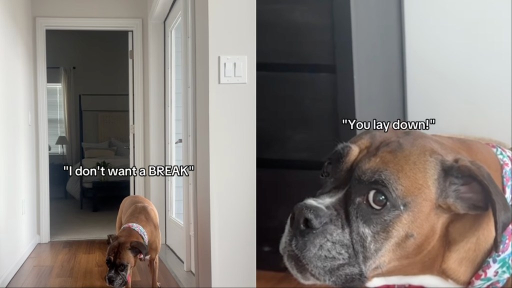 Dog Is Unhappy With Mom’s Rules & Isn’t Afraid To Show That She’s Mad