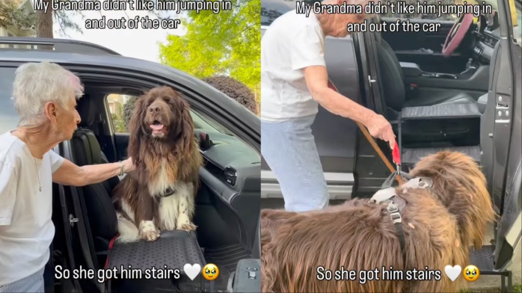 ‘Abandoned’ Rescue Dog Finds Forever Home & Says Goodbye To Foster Mom