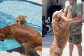 Golden Retrievers Do the Opposite of What Mom Says While in the Pool