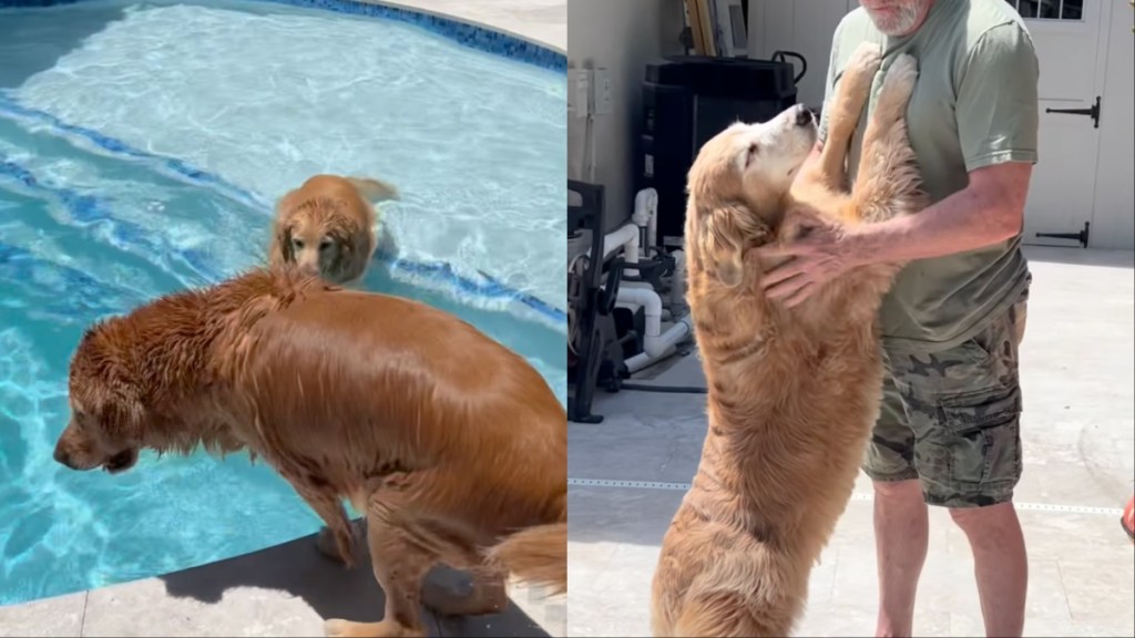 Golden Retrievers Do the Opposite of What Mom Says While in the Pool
