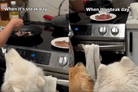 Samoyed Eagerly Waits With Furry Sibling To Enjoy Steak Day