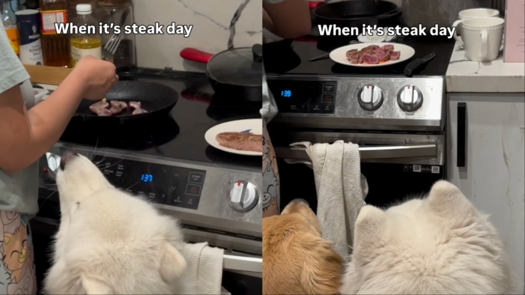Samoyed Eagerly Waits With Furry Sibling To Enjoy Steak Day