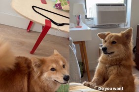 Dog Answers What She Wants With Her Ears