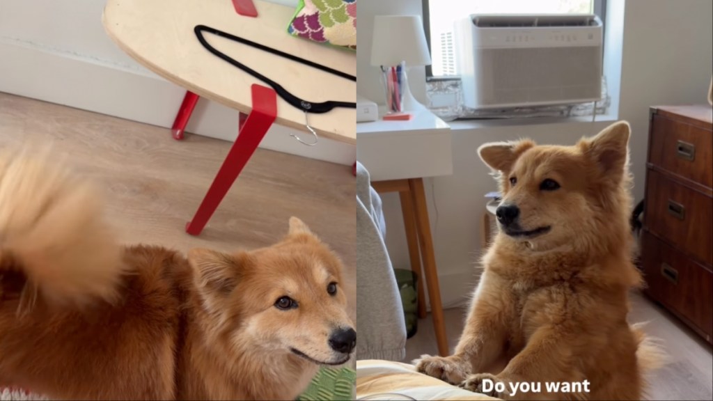 Dog Answers What She Wants With Her Ears