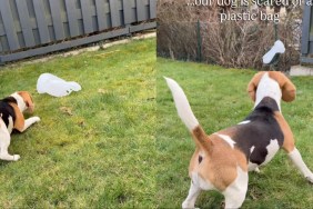 Beagle Feels Scared of Plastic Bag in the Yard