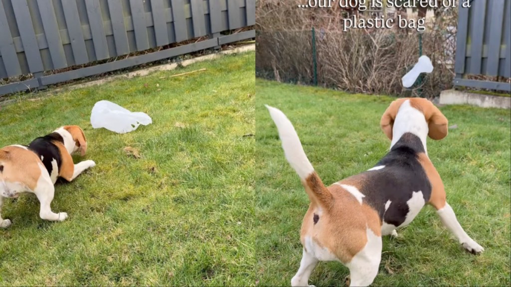 Beagle Feels Scared of Plastic Bag in the Yard