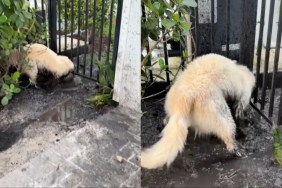Dog Drenches Himself in Muddy Water Day After Shower