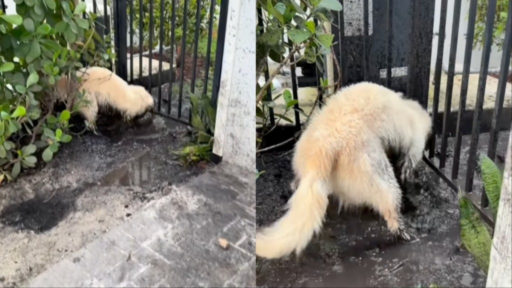 Dog Drenches Himself in Muddy Water Day After Shower