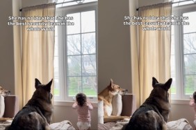 Dogs Give Little Girl Security by Never Leaving Her Side