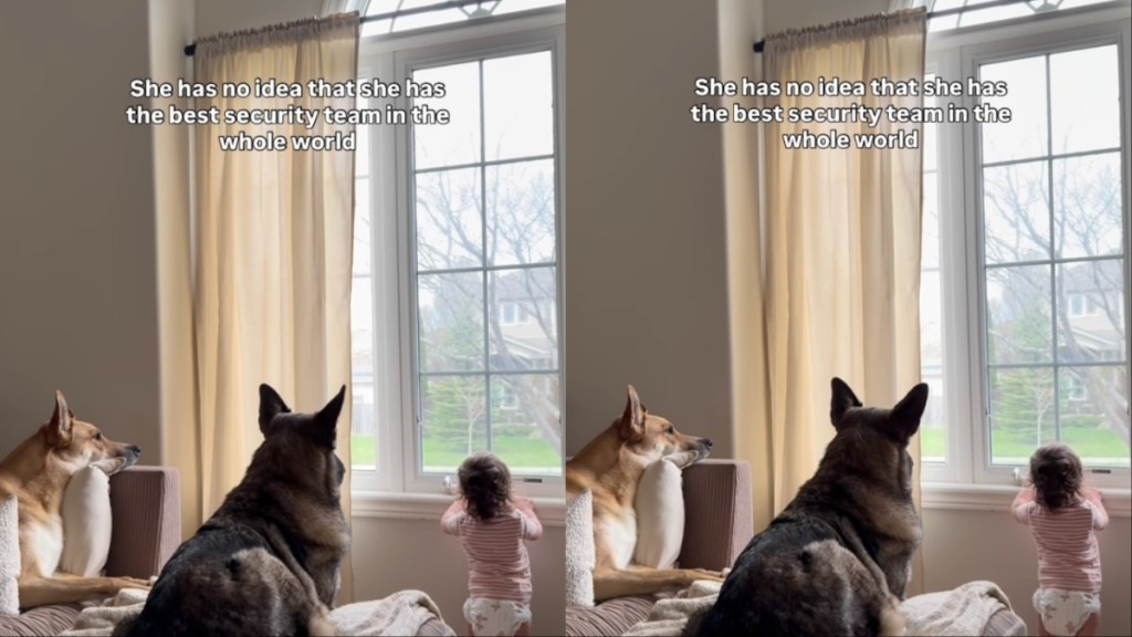 Dogs Give Little Girl Security by Never Leaving Her Side