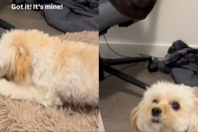 Tiny Dog Finally Catches Sock After Little Help From Owner