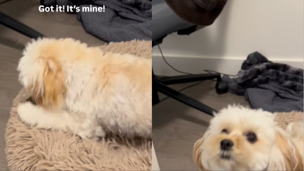 Tiny Dog Finally Catches Sock After Little Help From Owner