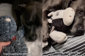 Dog Once the Same Size as Favorite Toy Refuses To Sleep Without It Now