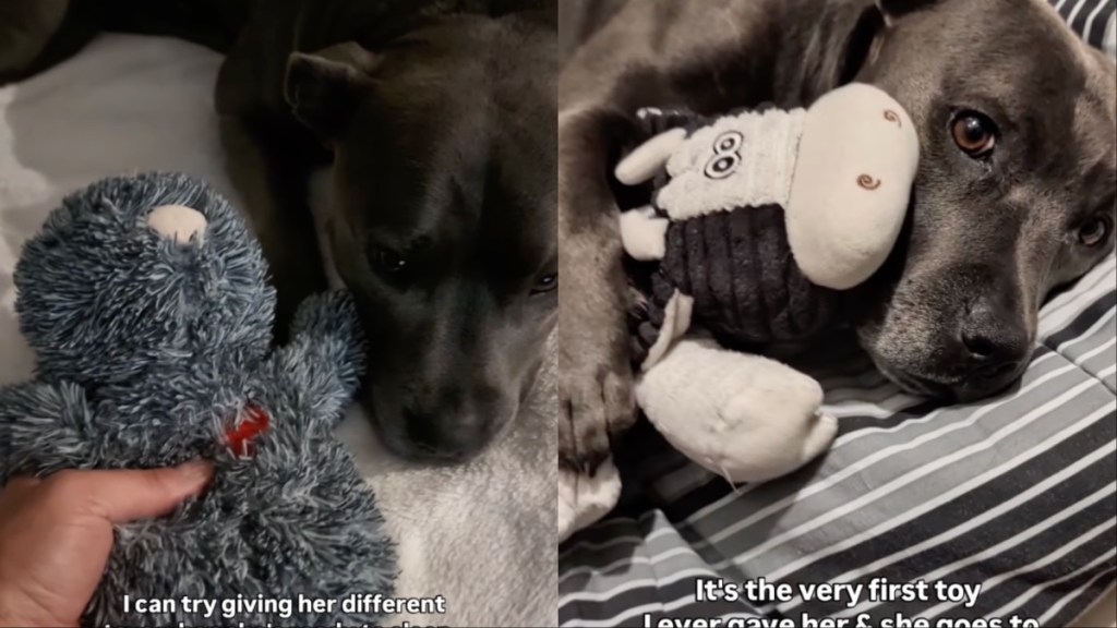 Dog Once the Same Size as Favorite Toy Refuses To Sleep Without It Now