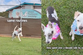 Senior Dog Mourning Loss of Best Friend at Shelter Gets Adoption Update