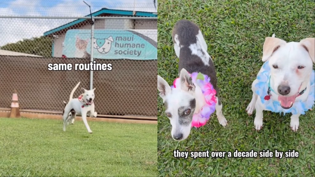 Senior Dog Mourning Loss of Best Friend at Shelter Gets Adoption Update