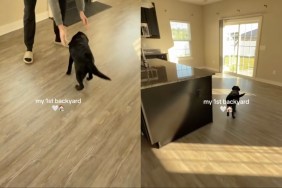 Puppy Couldn’t Be Happier To Get His Own Backyard at the New House