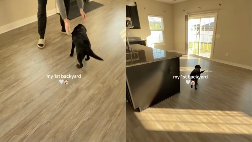 Puppy Couldn’t Be Happier To Get His Own Backyard at the New House