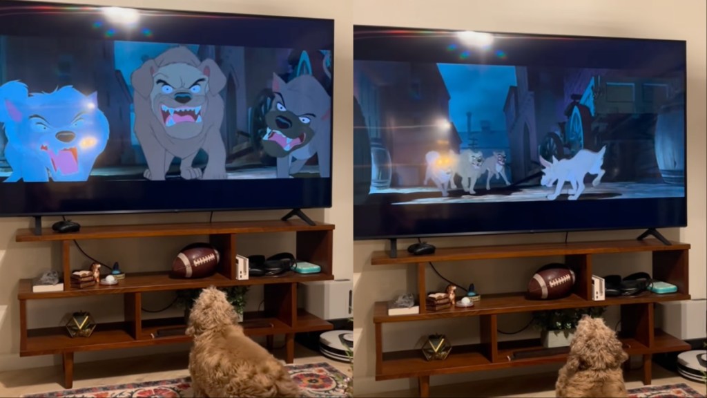 Cocker Spaniel Feels Empathy While Watching Animated Dog Movie