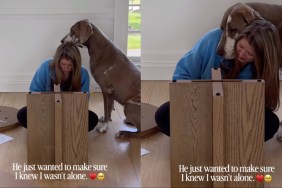 Big Dog Has the Sweetest Way of Letting Mom Know That She Isn’t Alone