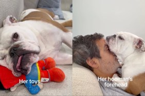 Owner Lists Down Things Dog Finds Comfier Than Pillow