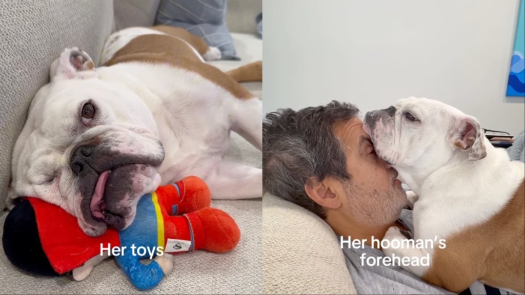 Owner Lists Down Things Dog Finds Comfier Than Pillow