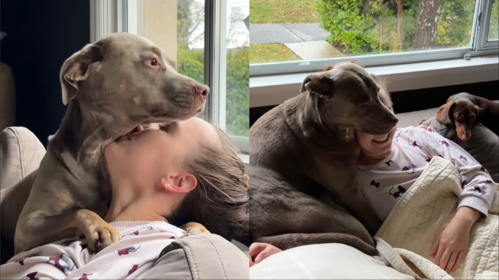 Rescue Pup Cuddles Toys in Bed as Dad Comes To Wake Him in the Morning