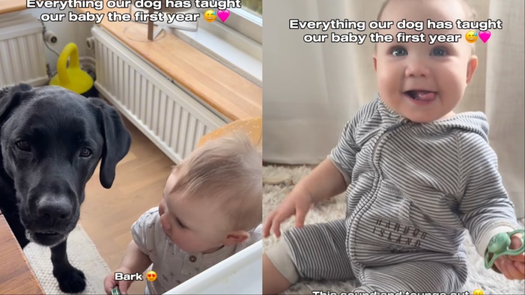 Owner Reveals What Dog Has Taught Baby in First Year