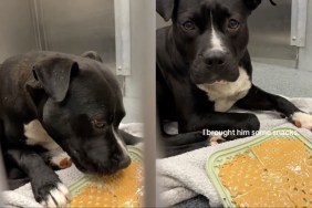 ‘Scared’ Shelter Dog Left Behind Finally Leaves Kennel With a Little Help