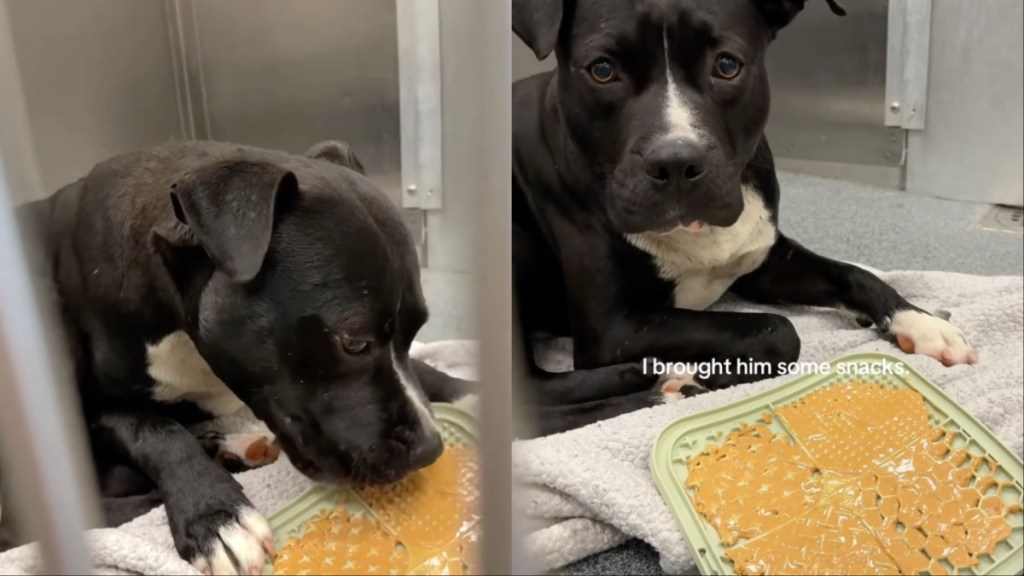 ‘Scared’ Shelter Dog Left Behind Finally Leaves Kennel With a Little Help
