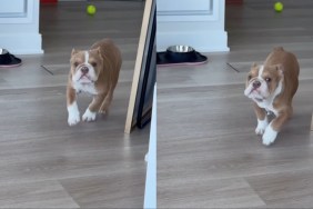 Puppy Doesn’t Understand How To Play Fetch Yet