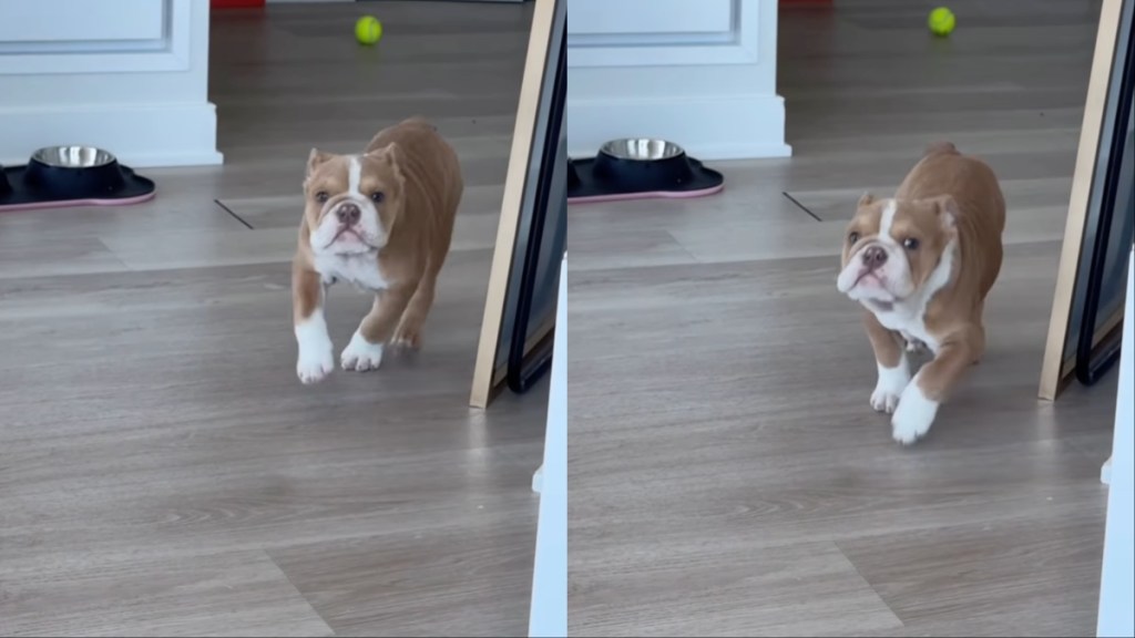 Puppy Doesn’t Understand How To Play Fetch Yet