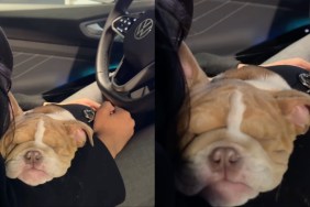 Bulldog Puppy Looks Like ‘Plush Toy’ While Sleeping