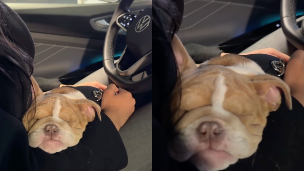 Bulldog Puppy Looks Like ‘Plush Toy’ While Sleeping