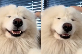 Samoyed Smiles Brightly After Getting Head Massage From Owner