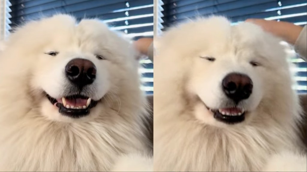 Samoyed Smiles Brightly After Getting Head Massage From Owner